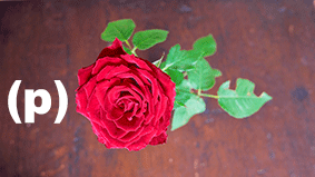 bloom-blossom-delicate-344030